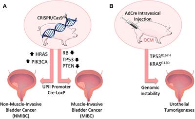 Perspective: Humanized Pig Models of Bladder Cancer